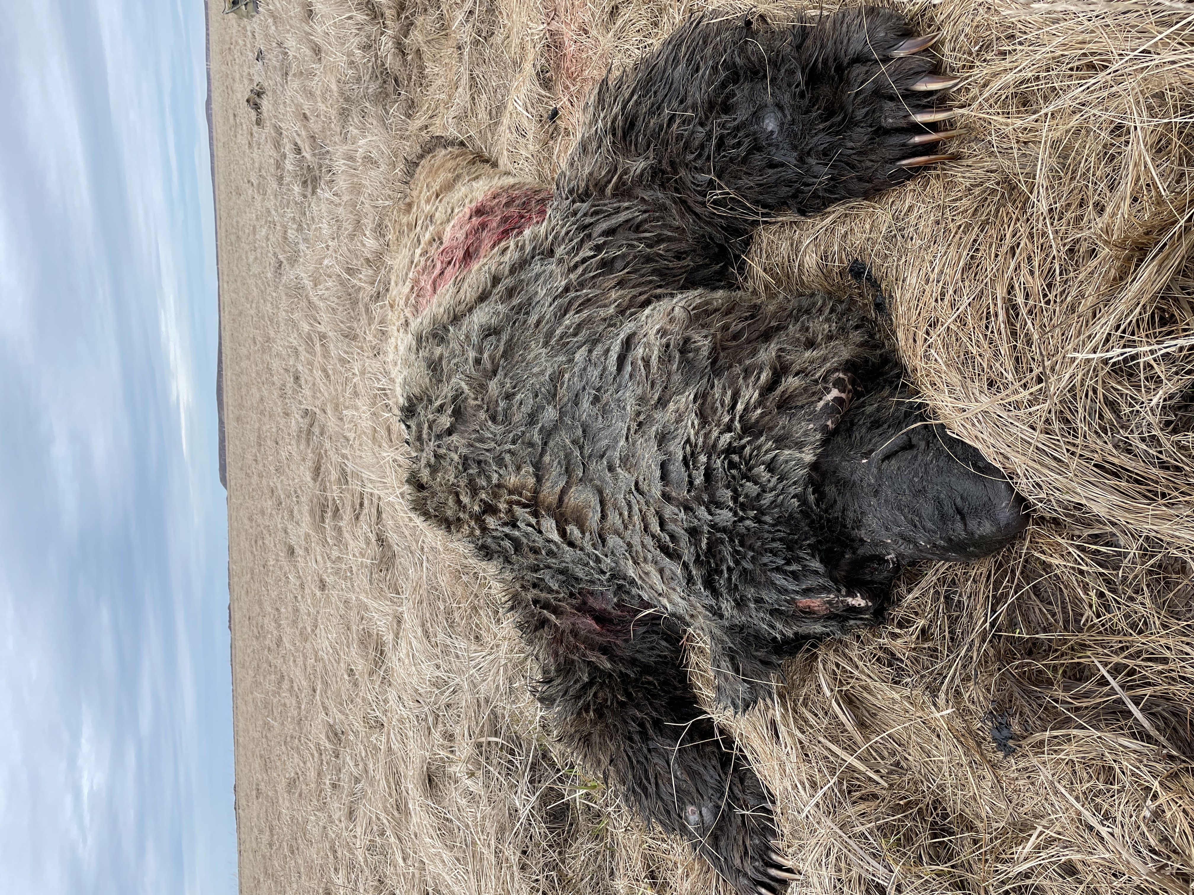 Alaska media photo 15