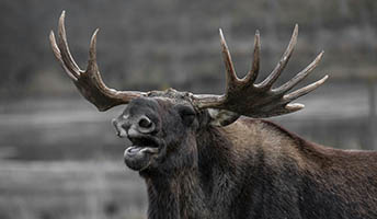 Guided Moose Hunt photo